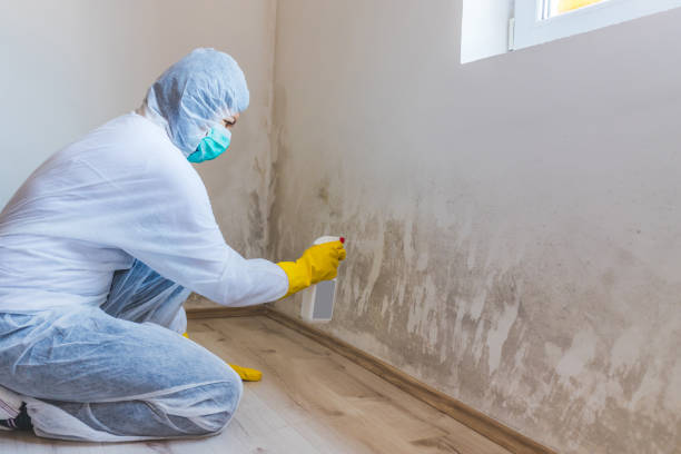 Licensed Mold Testing service in Maryland, MD - WQB Mold Removal